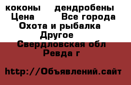 коконы    дендробены › Цена ­ 25 - Все города Охота и рыбалка » Другое   . Свердловская обл.,Ревда г.